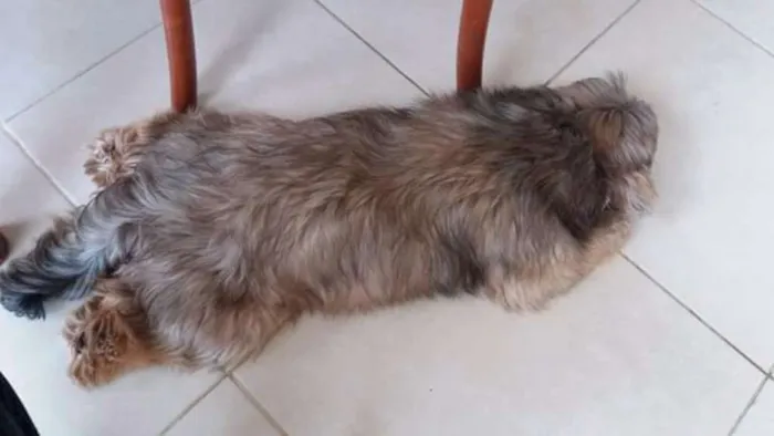 Cachorro ra a Srd e Lhasa apso idade 4 anos nome Rex e shiva