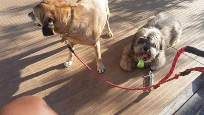 Cachorro ra a Srd e Lhasa apso idade 4 anos nome Rex e shiva