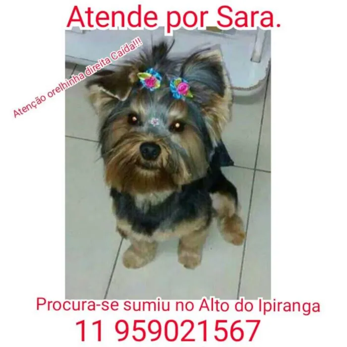 Cachorro ra a Yorkshire idade 1 ano nome SARA GRATIFICA