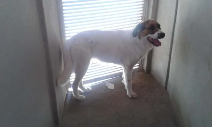 Cachorro raça São Bernardo misturado idade  nome Lara