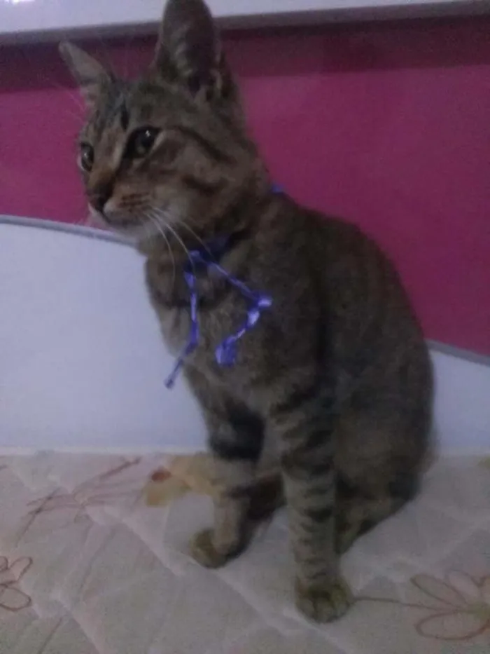 Gato ra a SRD idade 7 a 11 meses nome bruce