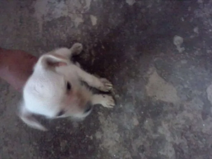 Cachorro raça Vira Lata idade 2 a 6 meses nome Branca
