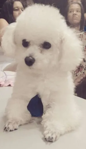 Cachorro raça Poodle idade 4 anos nome Nick