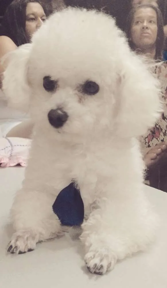 Cachorro ra a Poodle idade 4 anos nome Nick