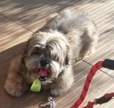 Cachorro ra a Srd e Lhasa apso idade 4 anos nome Rex e shiva