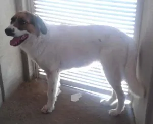 Cachorro raça São Bernardo misturado idade  nome Lara