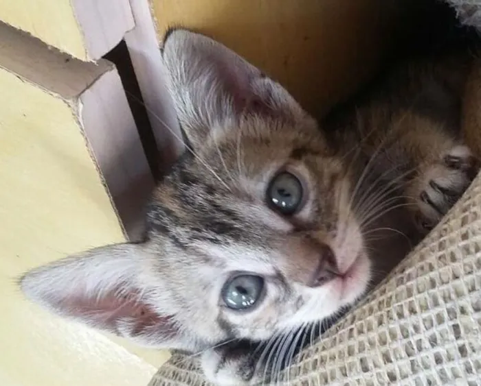 Gato ra a Raça indefinida idade 2 a 6 meses nome Blue