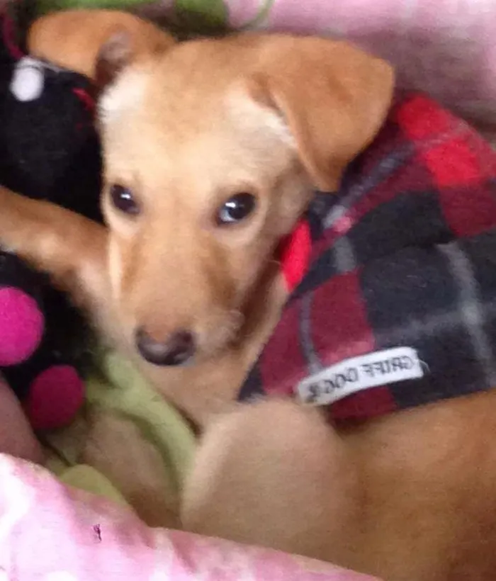 Cachorro ra a SRD idade 2 a 6 meses nome Cleo