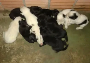 Cachorro raça Vira-lata idade Abaixo de 2 meses nome Ainda não tem nomes