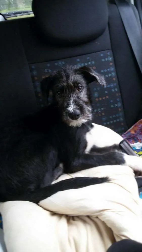 Cachorro ra a srd idade 2 a 6 meses nome Mafalda