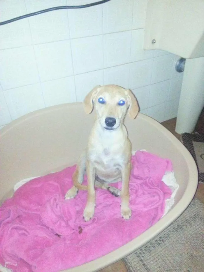 Cachorro ra a SRD idade 2 a 6 meses nome TEKA