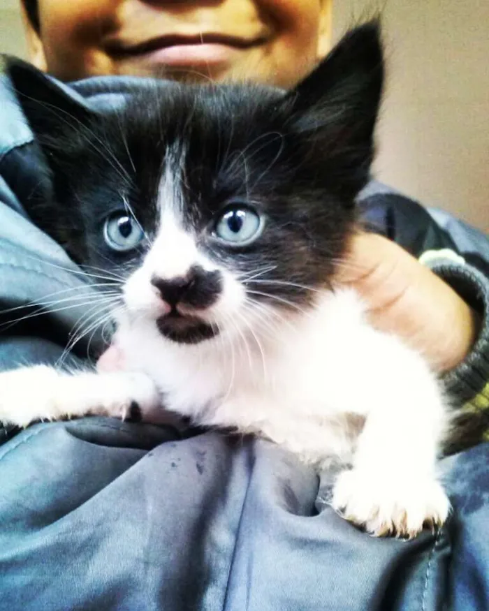 Gato ra a SRD idade Abaixo de 2 meses nome São filhotes sem nom