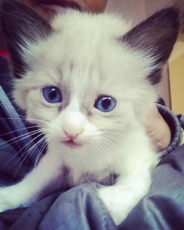 Gato ra a SRD idade Abaixo de 2 meses nome São filhotes sem nom