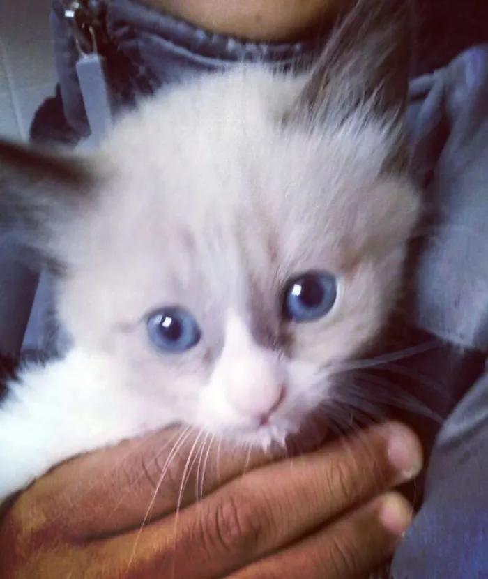 Gato ra a SRD idade Abaixo de 2 meses nome São filhotes sem nom