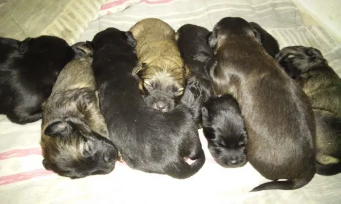Cachorro ra a Vira lata idade Abaixo de 2 meses nome Não tem ainda