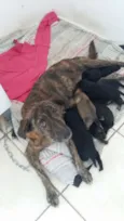 Não tem ainda
