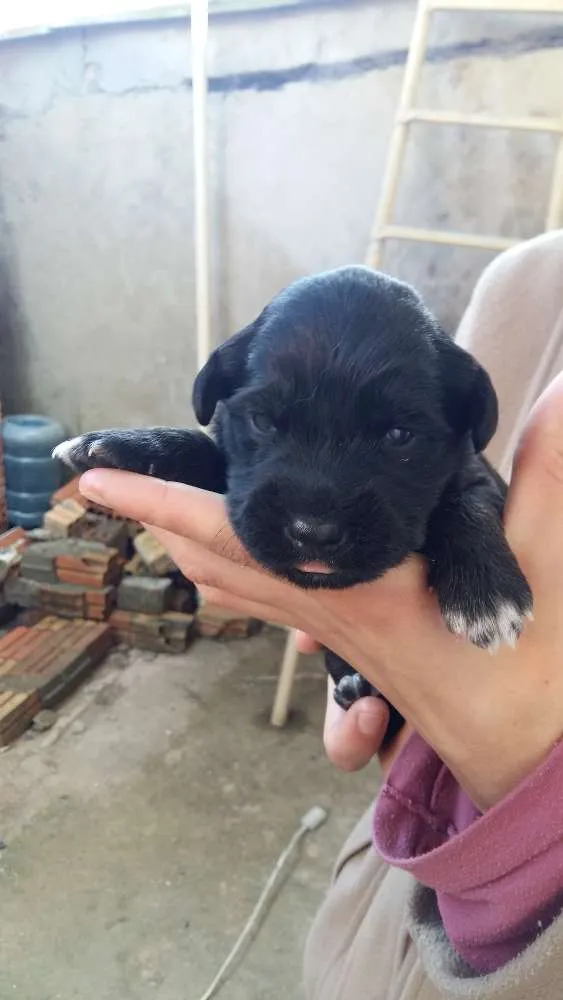 Cachorro ra a Vira lata idade Abaixo de 2 meses nome Não tem ainda