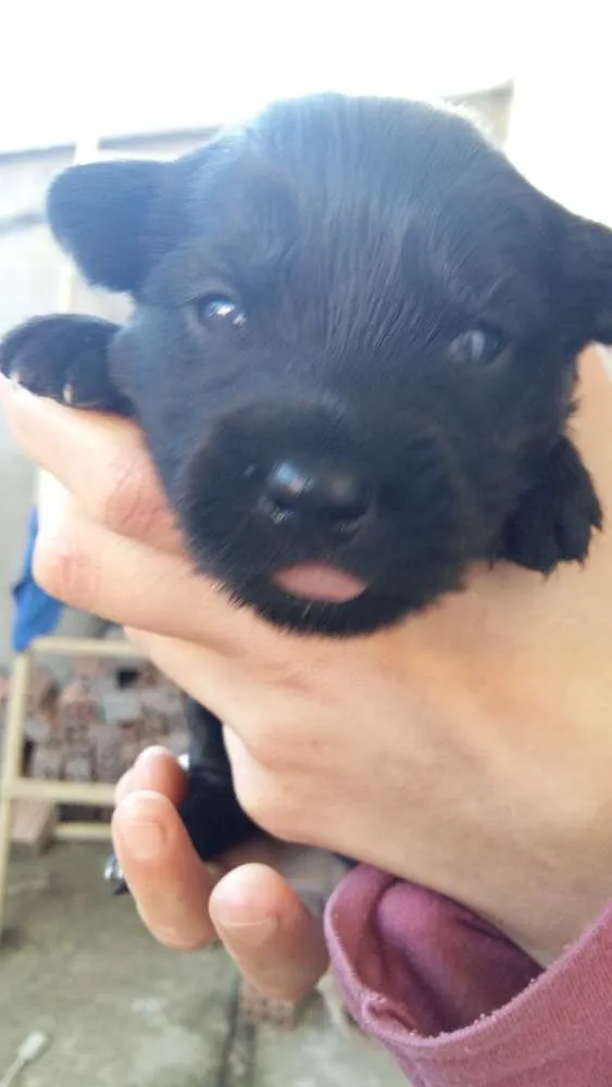 Cachorro ra a Vira lata idade Abaixo de 2 meses nome Não tem ainda