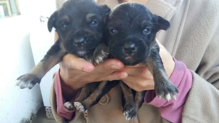 Cachorro ra a Vira lata idade Abaixo de 2 meses nome Não tem ainda