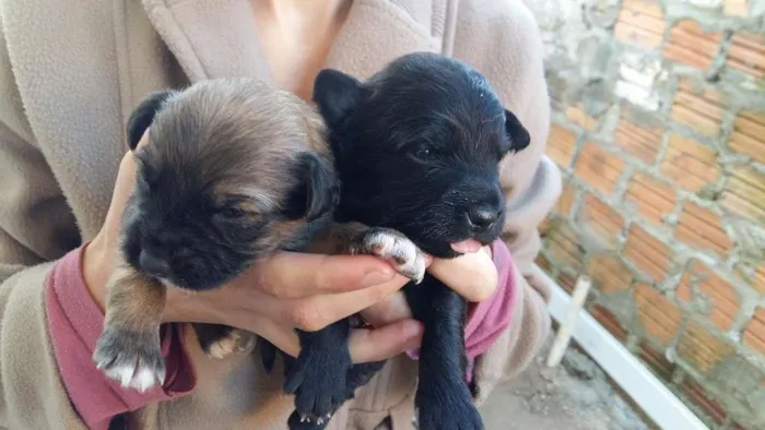 Cachorro ra a Vira lata idade Abaixo de 2 meses nome Não tem ainda