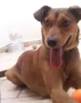 Cachorro raça vira-lata idade 1 ano nome Mel
