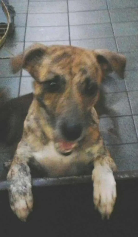 Cachorro ra a srd idade 2 anos nome bob / linda