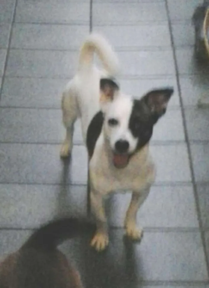 Cachorro ra a srd idade 2 anos nome bob / linda