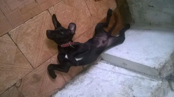 Cachorro ra a mestiço com labrador idade 2 a 6 meses nome Bobe