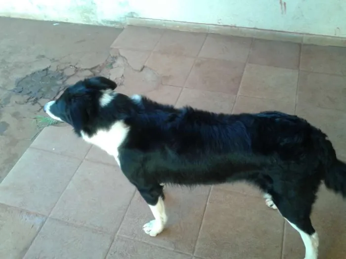 Cachorro ra a mestiça idade 1 ano nome tarzan e karina