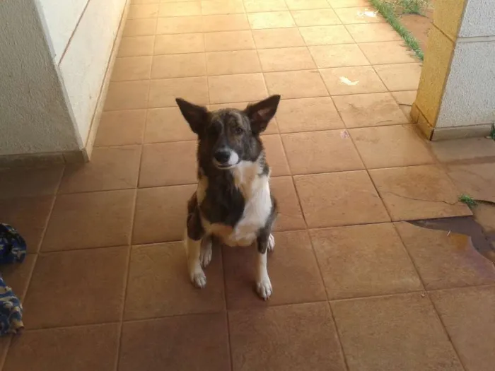 Cachorro ra a mestiça idade 1 ano nome tarzan e karina
