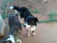tarzan e karina