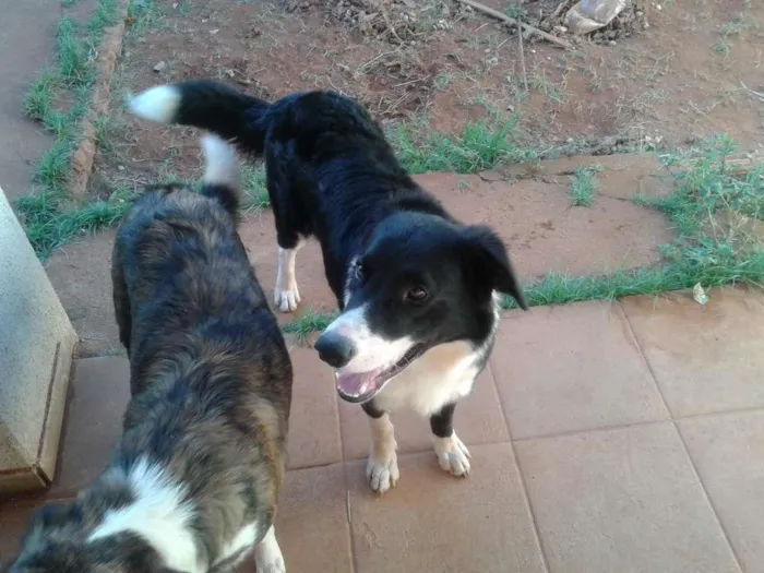 Cachorro ra a mestiça idade 1 ano nome tarzan e karina