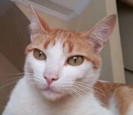 Gato ra a SRD idade 1 ano nome Faísca
