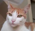 Faísca