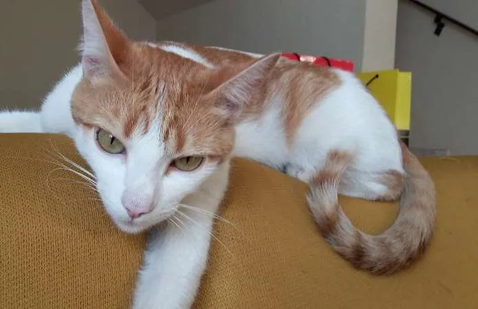 Gato ra a SRD idade 1 ano nome Faísca