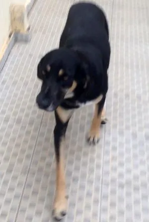 Cachorro raça Vira lata idade 7 a 11 meses nome Não sabemos
