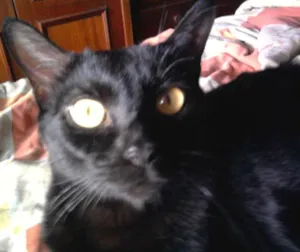 Gato raça Indefinida idade 6 ou mais anos nome NEGUINHO