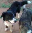 tarzan e karina