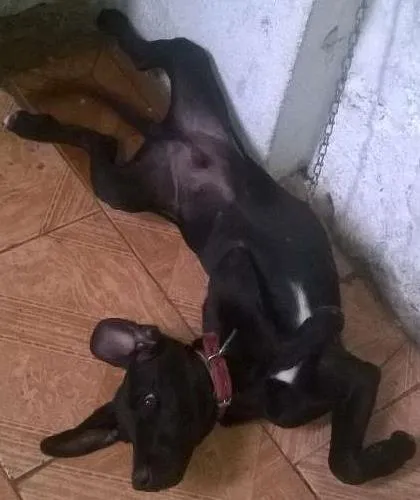 Cachorro ra a mestiço com labrador idade 2 a 6 meses nome Bobe