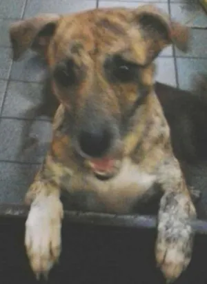 Cachorro raça srd idade 2 anos nome bob / linda