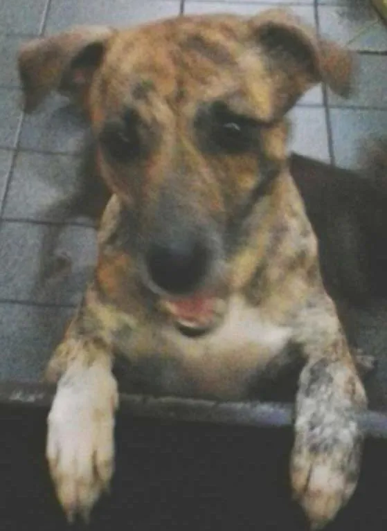 Cachorro ra a srd idade 2 anos nome bob / linda