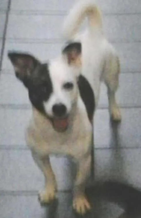 Cachorro ra a srd idade 2 anos nome bob / linda
