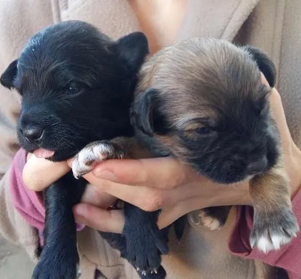 Cachorro ra a Vira lata idade Abaixo de 2 meses nome Não tem ainda