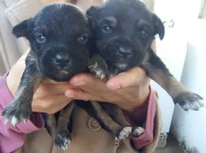 Cachorro raça Vira lata idade Abaixo de 2 meses nome Não tem ainda