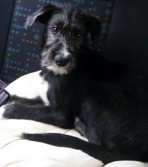 Cachorro ra a srd idade 2 a 6 meses nome Mafalda
