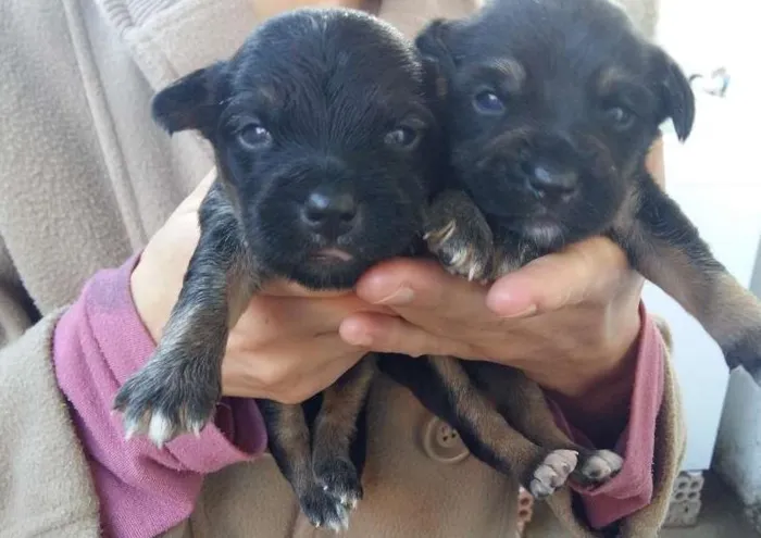 Cachorro ra a Vira lata idade Abaixo de 2 meses nome Não tem ainda