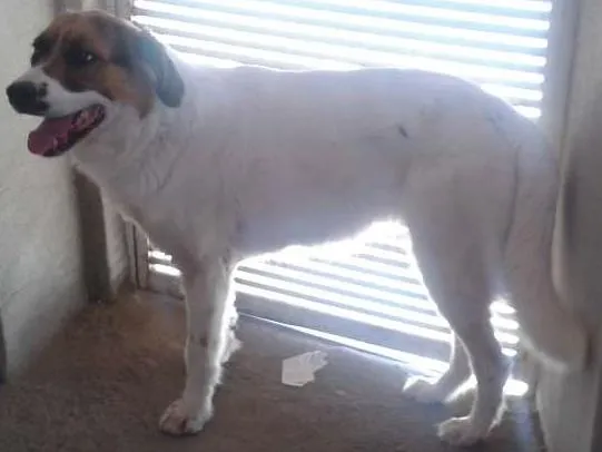 Cachorro raça São Bernardo misturado idade  nome Lara