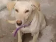 Não tem