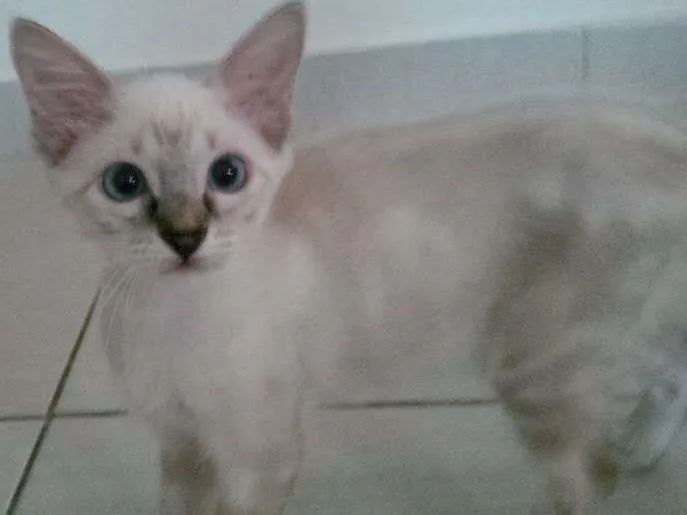 Gato ra a Siamês idade 2 a 6 meses nome Teo e Princesa