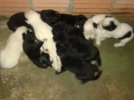 Cachorro raça Vira-lata idade Abaixo de 2 meses nome Ainda não tem nomes